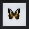 Parthenos Sylvia in luxe 3D lijst 17 x 17cm