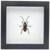 Paveia Superba in luxe 3D lijst 17 x 17 cm