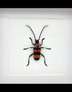 Paveia Superba in luxe 3D lijst 17 x 17 cm