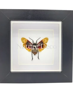 Penthicodes Farinosa Borneo (lantaarnvlieg) in luxe 3D lijst 12 x 12 cm