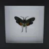 Penthicodes farinosa peleng in luxe 3D lijst