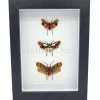 Penthicodes trio (lantaarnvlieg) in luxe 3D lijst 20,3 x 15,3 cm