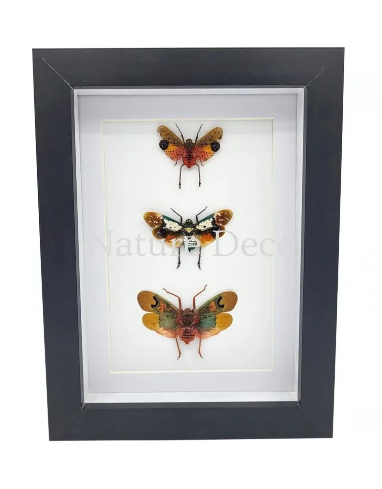 Penthicodes trio (lantaarnvlieg) in luxe 3D lijst 20,3 x 15,3 cm