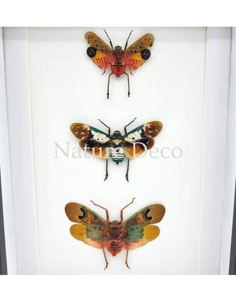Penthicodes trio (lantaarnvlieg) in luxe 3D lijst 20,3 x 15,3 cm