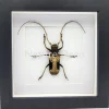 Petrognatha Gigas (Reuze Afrikaanse boktor) in luxe 3D lijst 17 x 17 cm