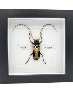 Petrognatha Gigas (Reuze Afrikaanse boktor) in luxe 3D lijst 17 x 17 cm