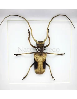 Petrognatha Gigas (Reuze Afrikaanse boktor) in luxe 3D lijst 17 x 17 cm