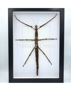 Pharnacia Sumatrana (wandelende tak) in luxe 3D lijst 32 x 23,5 cm