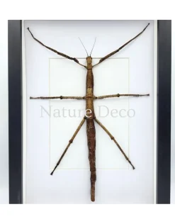 Pharnacia Sumatrana (wandelende tak) in luxe 3D lijst 32 x 23,5 cm