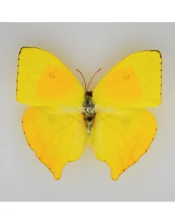 Phoebis Rurina in luxe 3D lijst