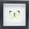 Pieris Argia in luxe 3D lijst 17 x 17 cm