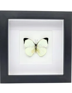 Pieris Argia in luxe 3D lijst 17 x 17 cm