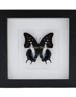 Polyura Cognatus in luxe 3D lijst 17 x 17cm