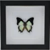 Polyura Moori in luxe 3D lijst 17 x 17cm