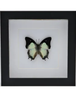 Polyura Moori in luxe 3D lijst 17 x 17cm