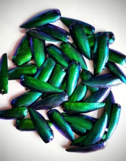 Prachtkever schildjes 10 stuks