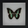 Prepona Demophon in luxe 3D lijst 17 x 17cm