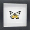 Prioneris Philonome in luxe 3D lijst 17 x 17 cm