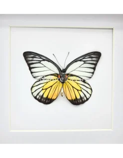 Prioneris Philonome in luxe 3D lijst 17 x 17 cm
