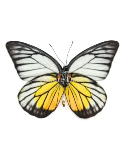 Prioneris Philonome in luxe 3D lijst 17 x 17 cm