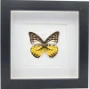 Prioneris Thestylis in luxe 3D lijst 17 x 17 cm
