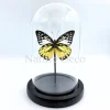 Prioneris Thestylis in stolp 11 x 16 cm