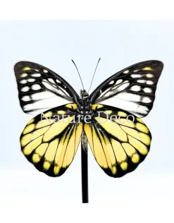 Prioneris Thestylis in stolp 11 x 16 cm