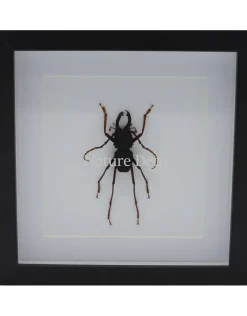 Prionocalus Cacicus in luxe 3D lijst