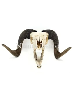 Ram schaap schedel #2