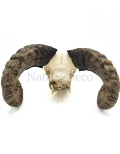 Ram schaap schedel #2