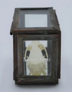 Rat Schedel in box