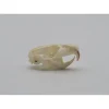 Ratten schedel