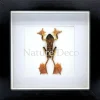 Rhacophorus Pardalis (boom kikker) in luxe 3D lijst 17 x 17 cm