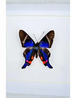 Rhetus Periander in luxe 3D lijst 12 x 12cm