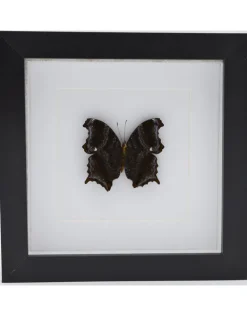 Rhinopalpa Polynice onderkant in luxe 3D lijst 17 x 17cm
