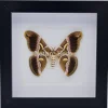 Samia Ricini in luxe 3D lijst 17 x 17cm