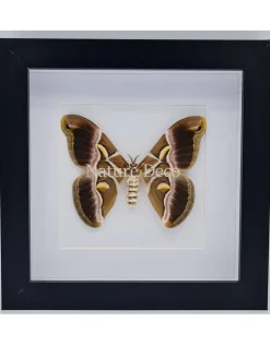 Samia Ricini in luxe 3D lijst 17 x 17cm