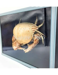 Schaamkrab (Calappa sp.) in blauwe-zwarte box 26 x 19 x 7 cm