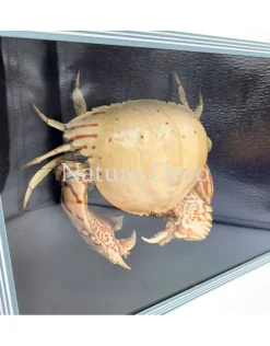 Schaamkrab (Calappa sp.) in blauwe-zwarte box 26 x 19 x 7 cm