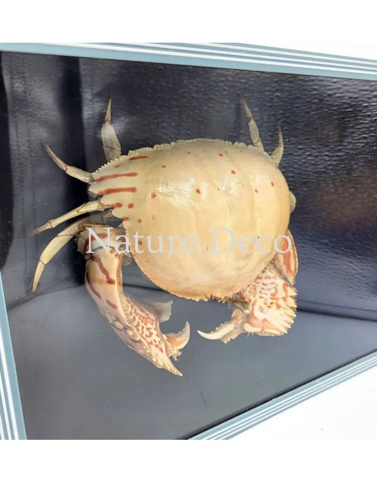 Schaamkrab (Calappa sp.) in blauwe-zwarte box 26 x 19 x 7 cm