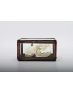 Schedel nerts in box