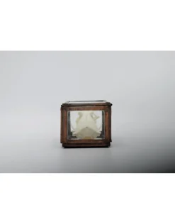 Schedel nerts in box