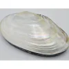 Schelpendoos XXL