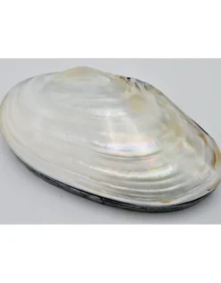 Schelpendoos XXL