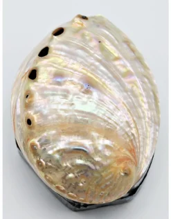Schelpendoosje Abalone