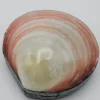 Schelpendoosje roze