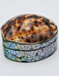 Schelpendoosje tijger