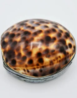 Schelpendoosje tijger