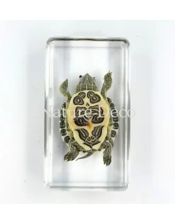 Schildpad in hars 7 x 4 x 2 cm