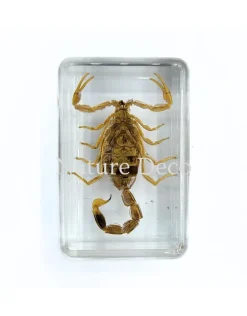Schorpioen goud in hars 4 x 3 x 2 cm